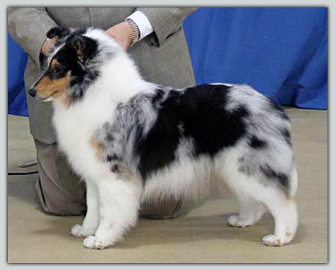 American Canadian Champion Grandgables Showcased At PaRay's Sheltie Photograph
