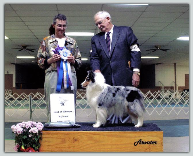 BISS Ch. Kismet's Arabella Sheltie Photograph