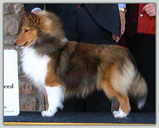 Champion Chosen Samurai Delight Sheltie Photograph