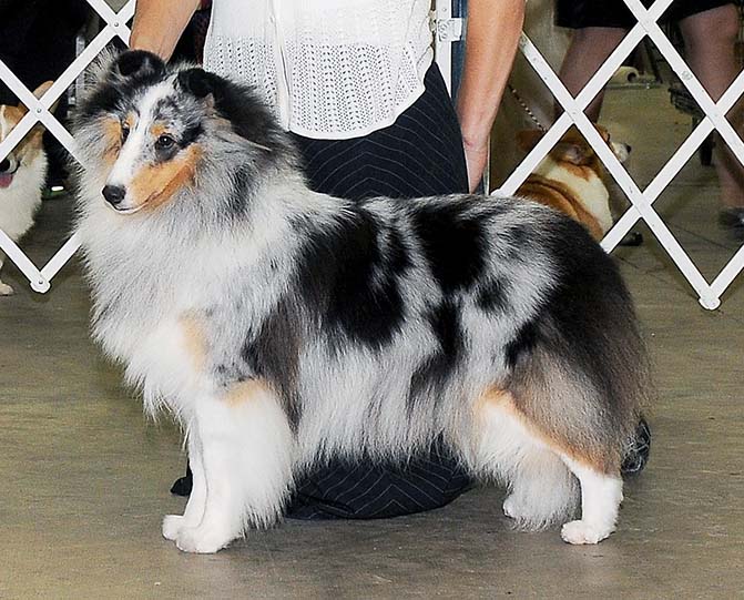 Kismet's Chateau Lauren Sheltie Photograph