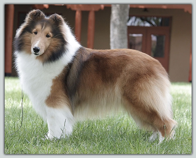 Ch. Kismet's Mona Lisa of Karisma Sheltie Photograph