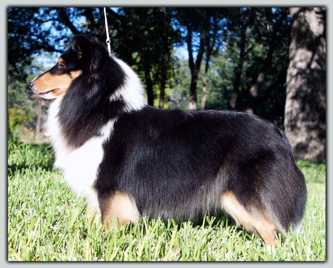 Kismet's My Girl Sheltie Photograph