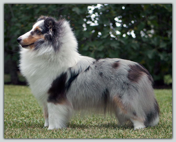 Kismet's Mercy Me Sheltie Photograph