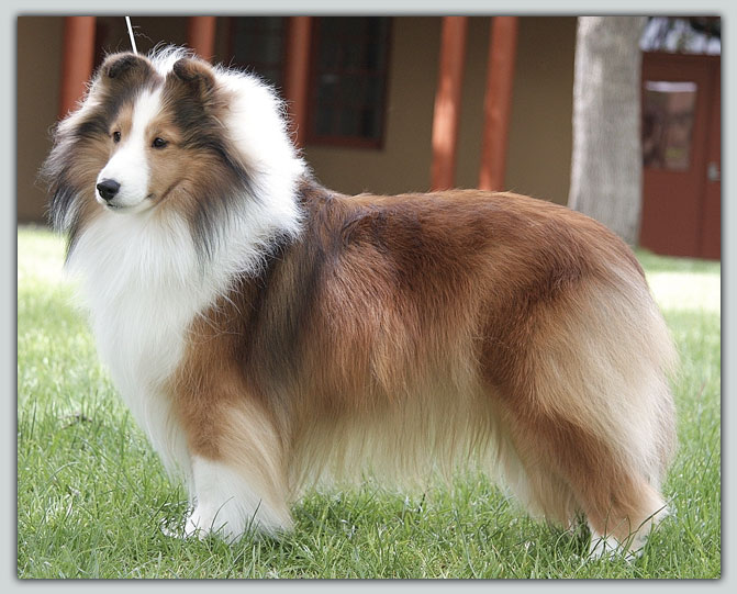 Ch. Karisma's Hot Tomollie of Kismet Sheltie Photograph