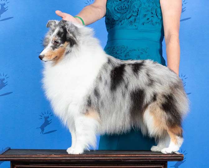 Ch Kismets Successor Heiress