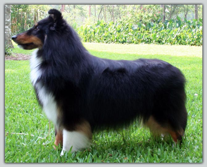 Kismet's So Rare's Sheltie Photograph