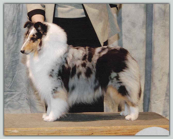 American Canadian Champion Grandgables Lotus Blossom's Sheltie Photograph