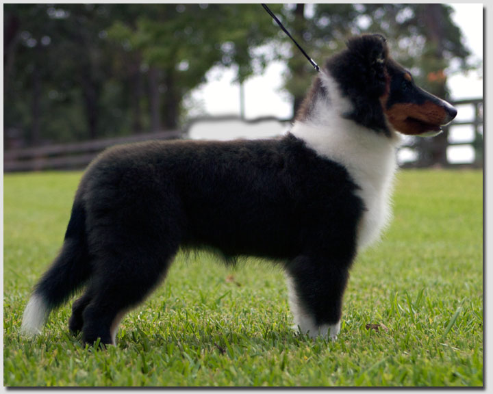 Kismet's Whitney Sheltie Photograph